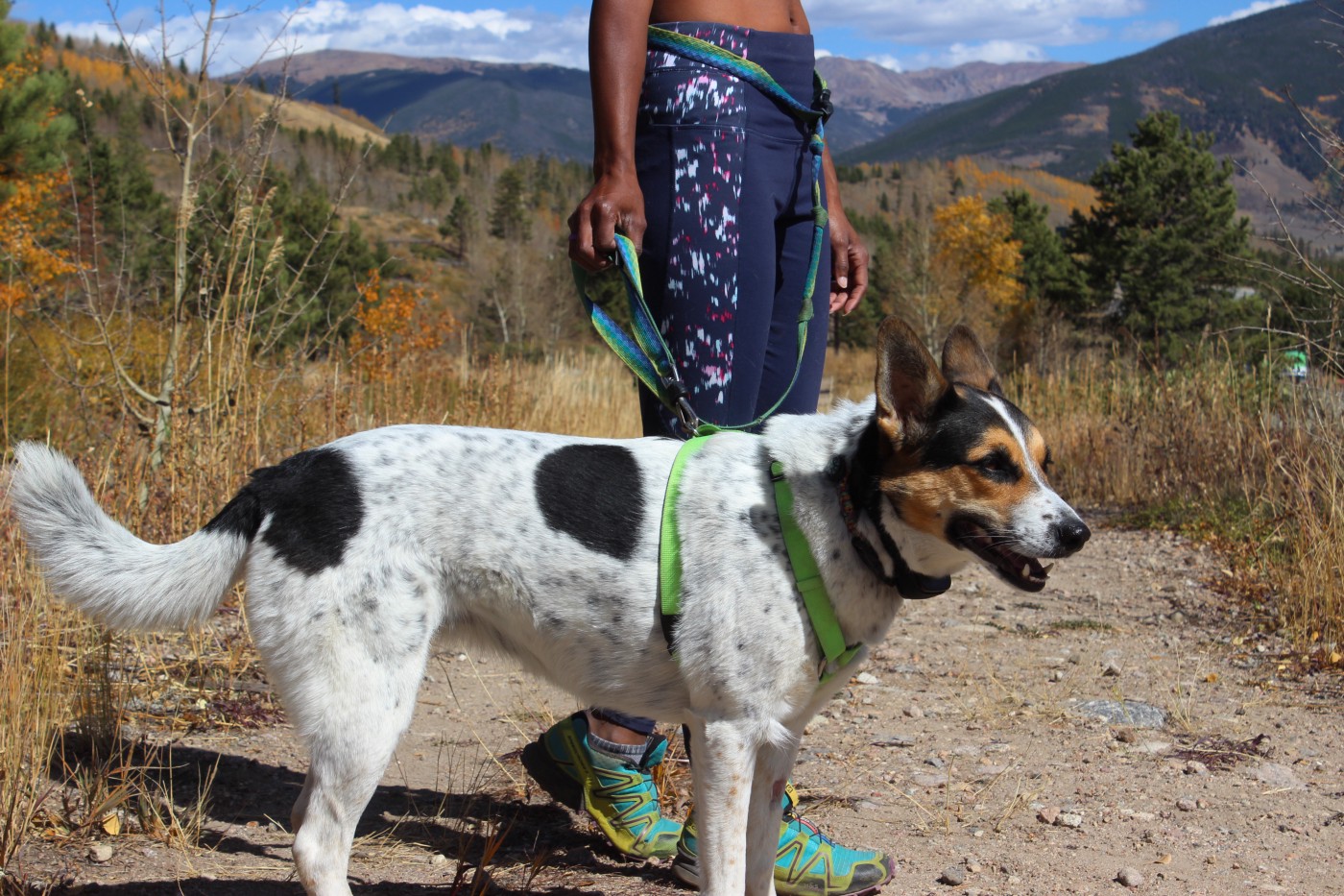 dog running harness 